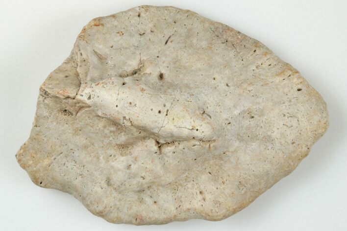 1.5" Fossil Phytosaur Scute - New Mexico